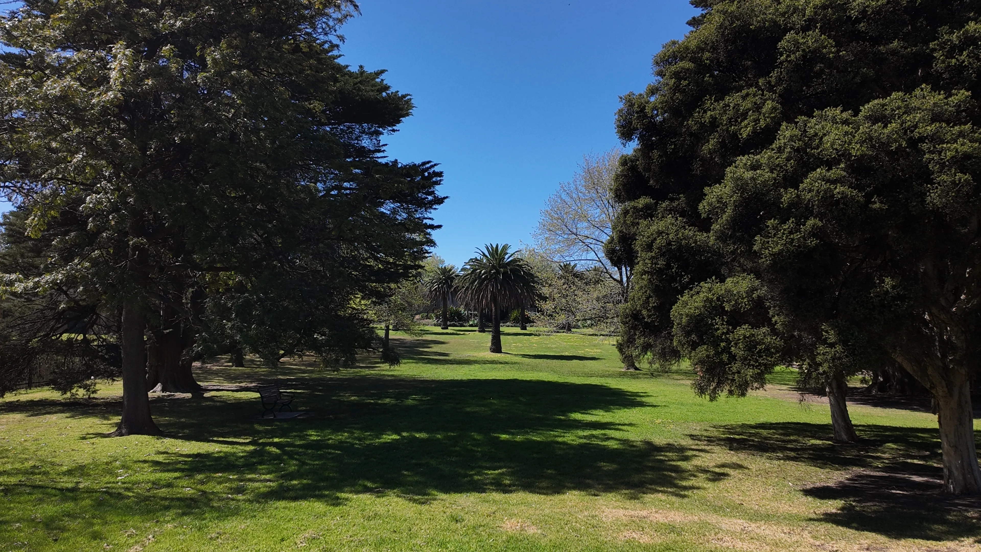 A green park with tall pines and a row of palms under a clear blue sky.