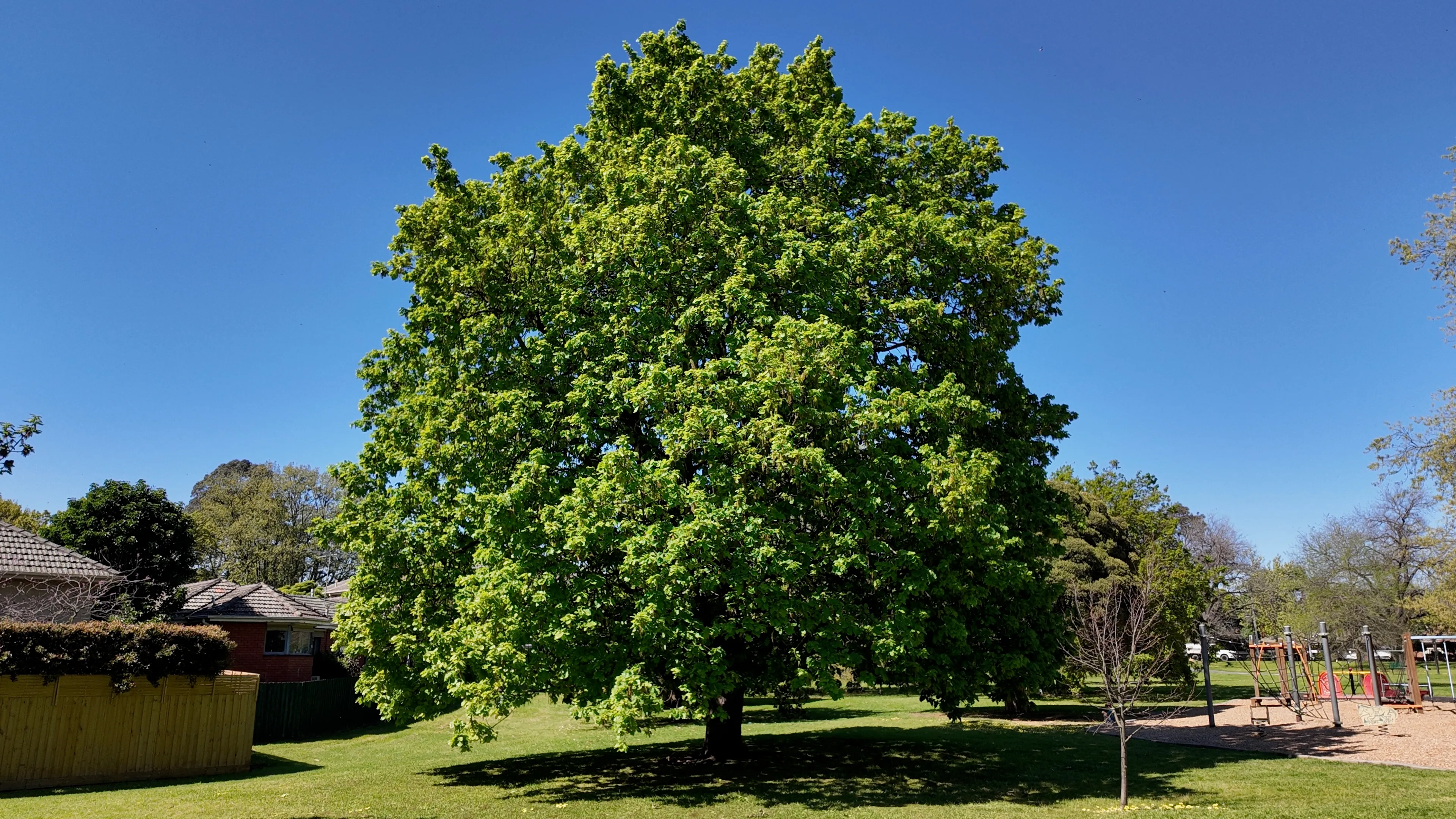 A broad leafy tree in a suburban park beside a playground.