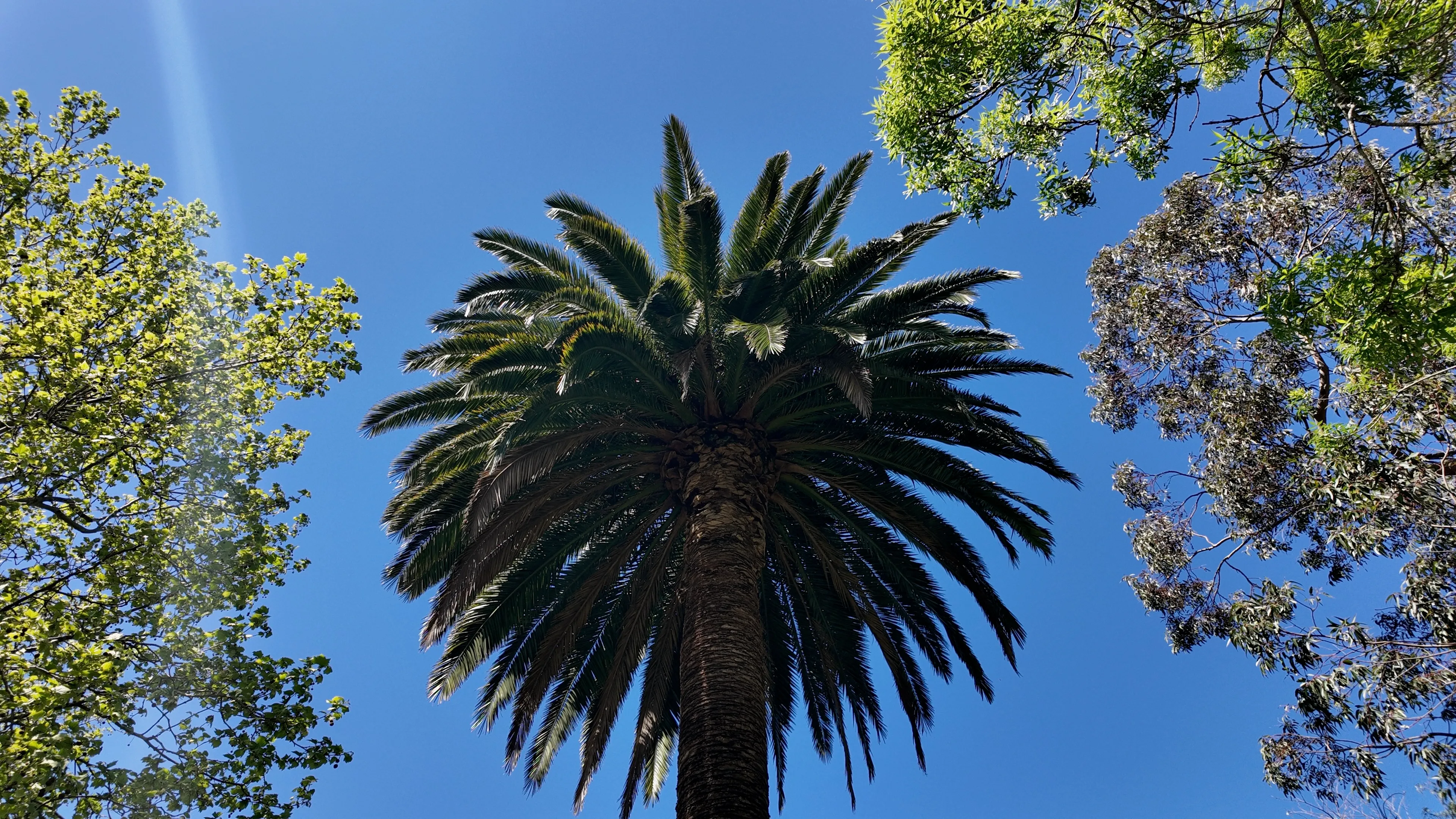 Looking up at a palm tree framed by leafy branches against a blue sky.