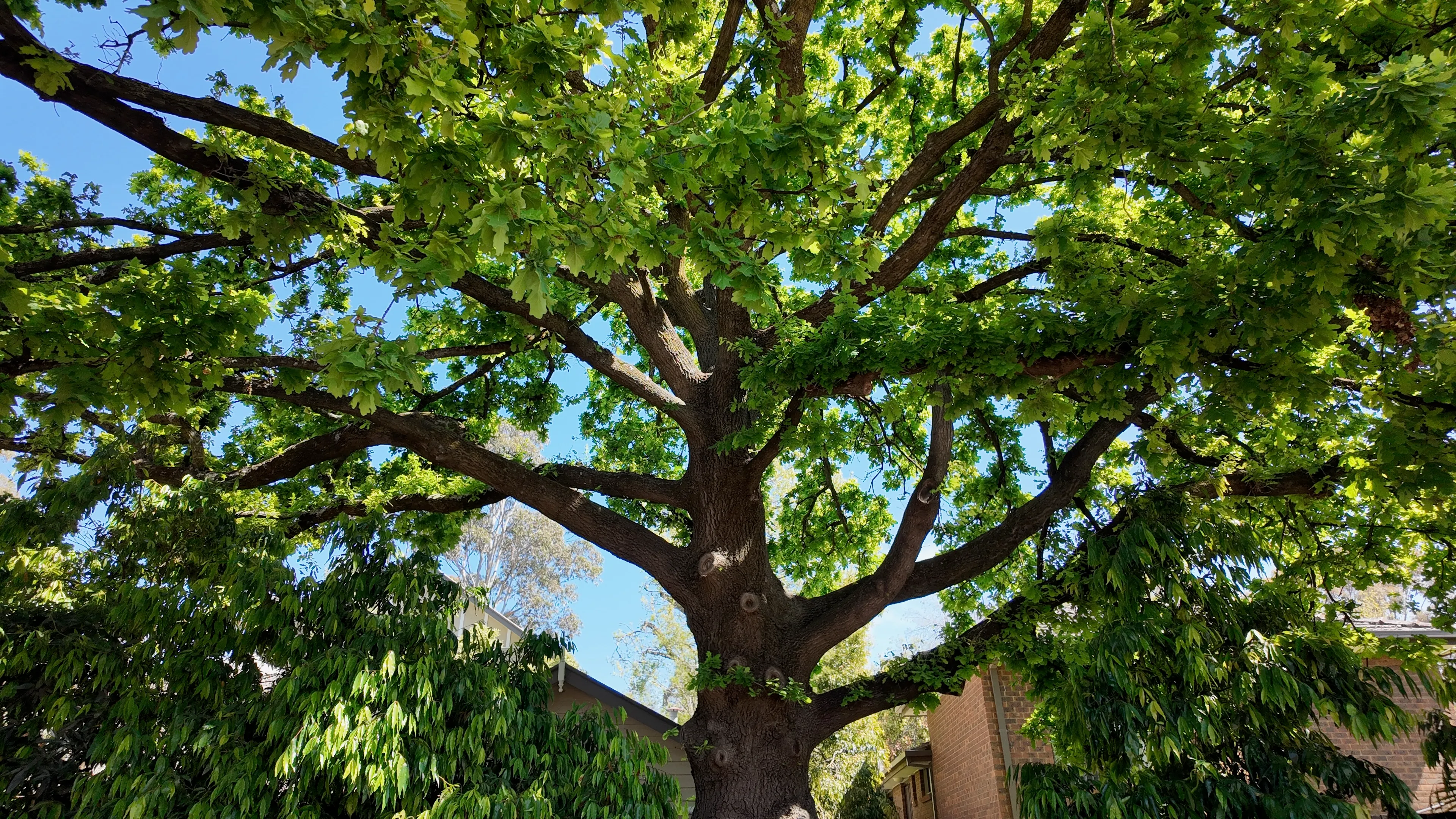 Looking up into the spreading branches of a large tree in fresh spring leaf.