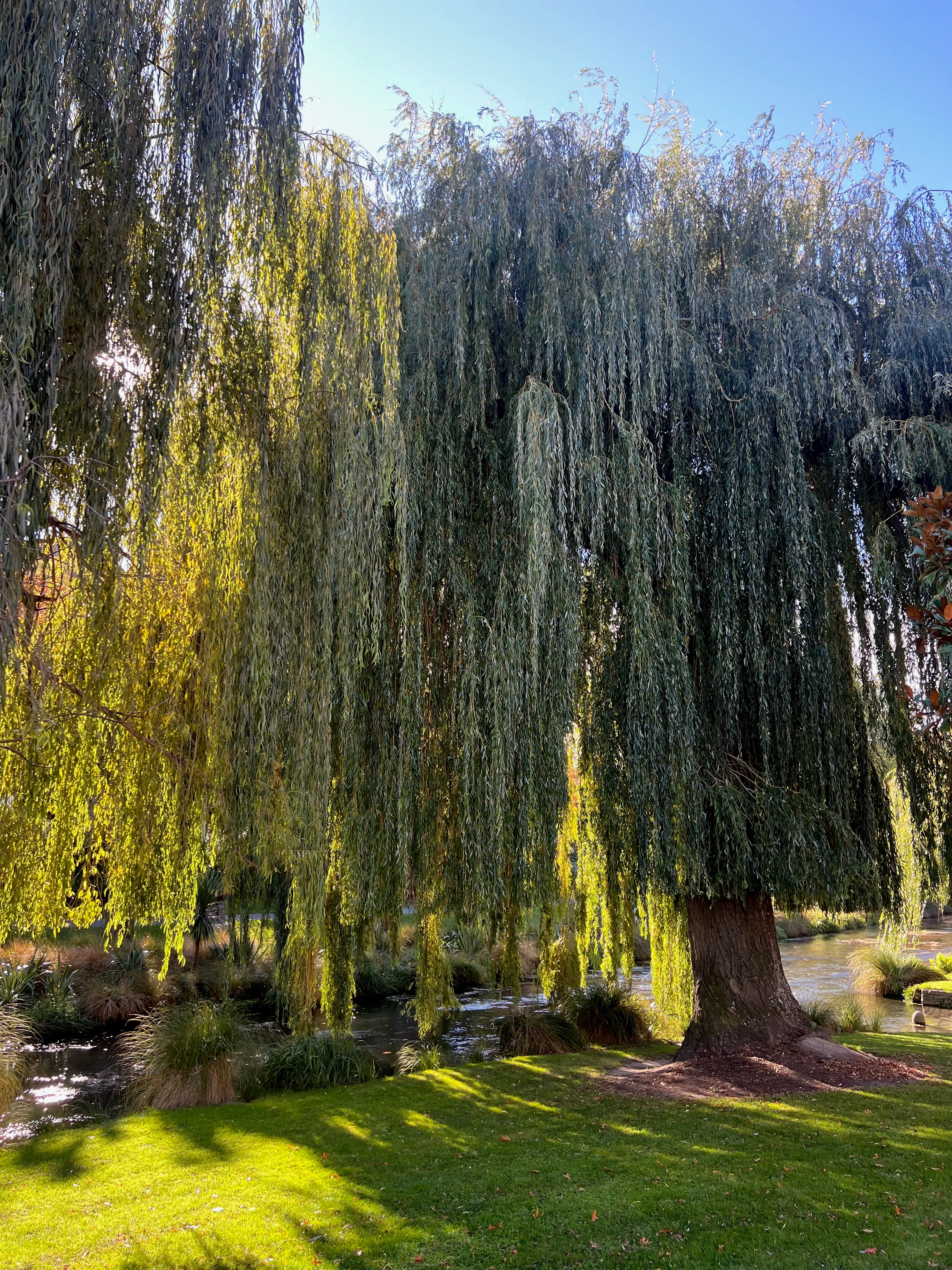 A weeping willow beside a stream on a sunny lawn.