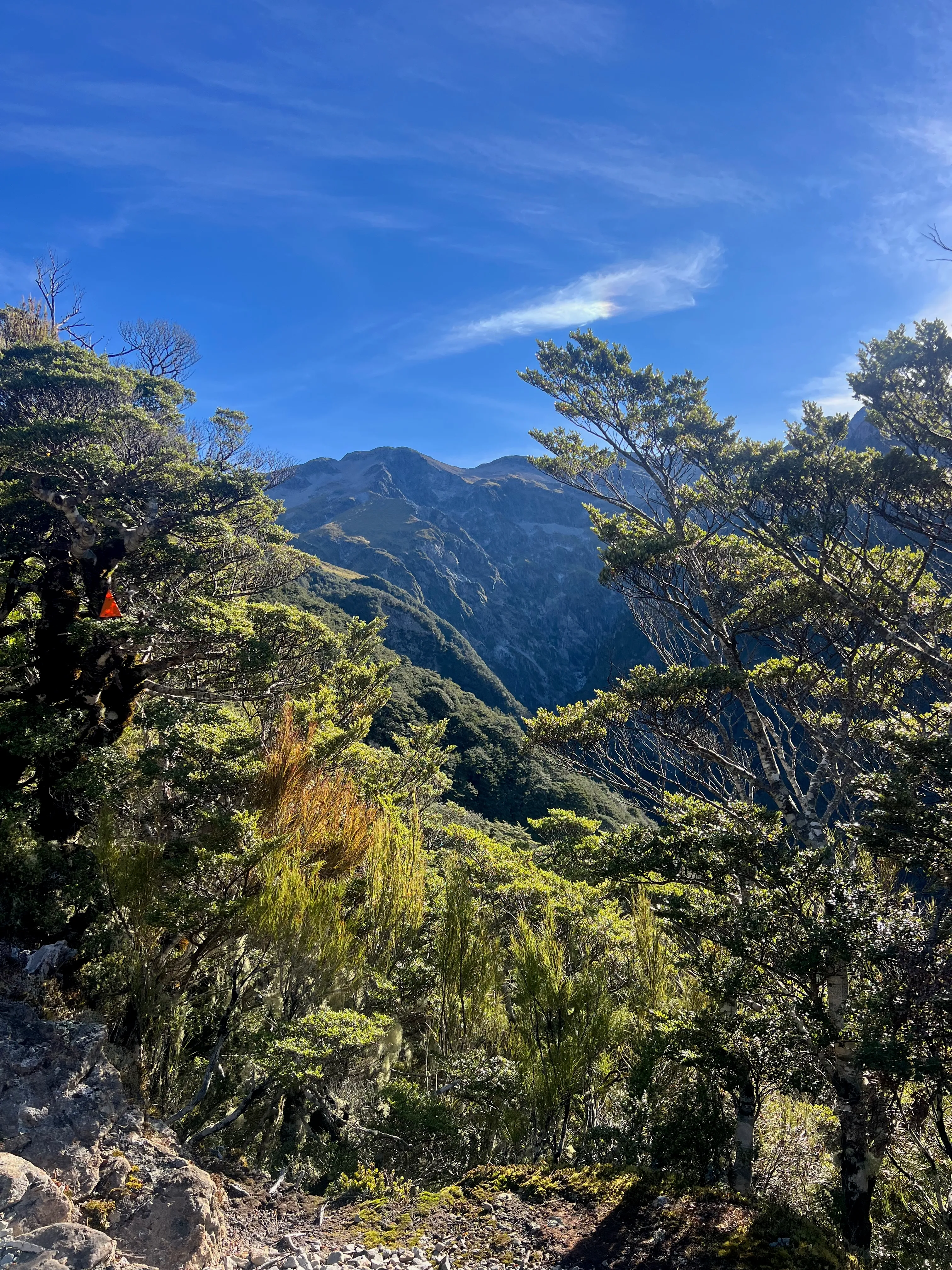 Beech trees framing a forested mountain valley under a blue sky.