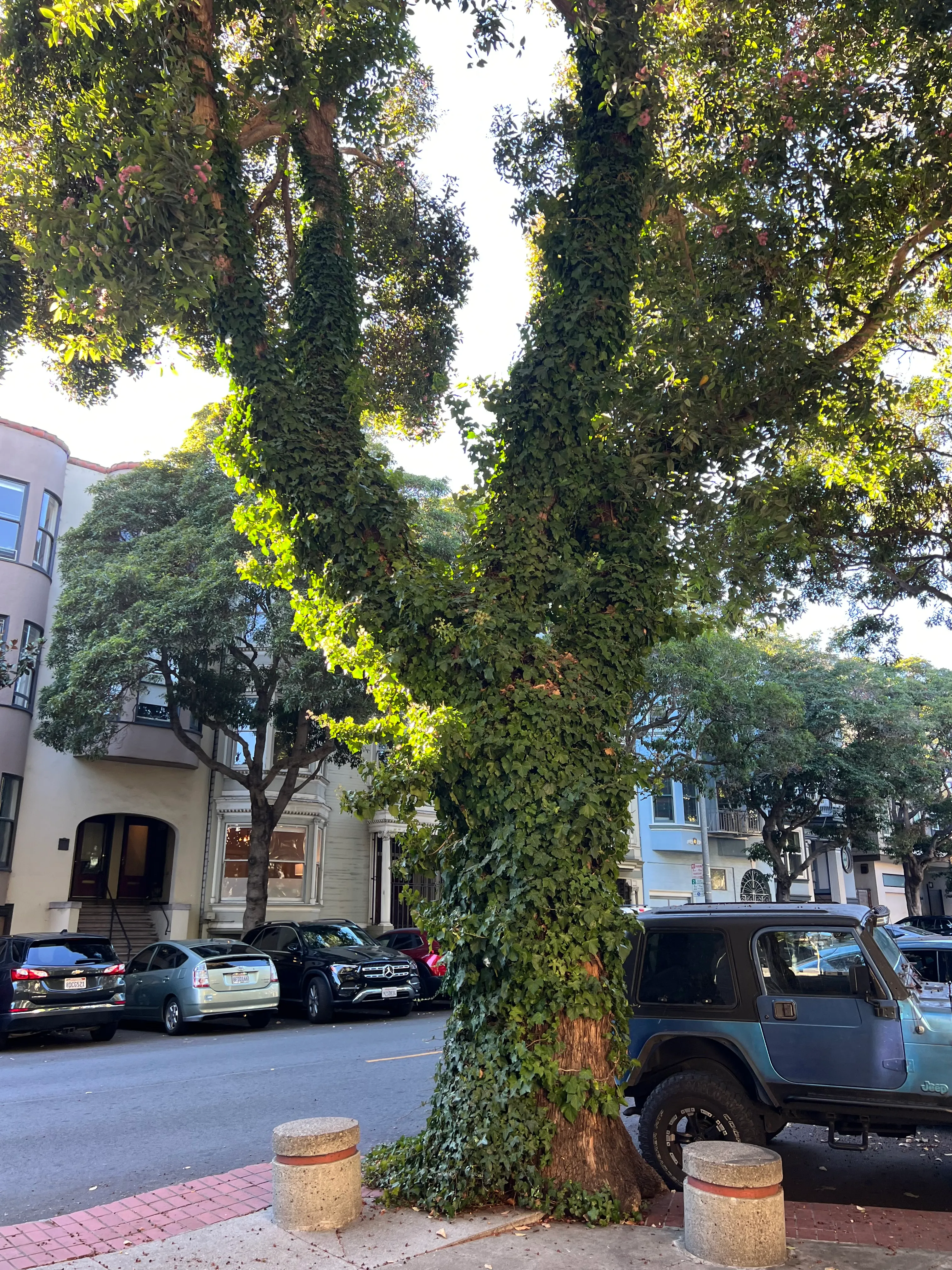 A tree wrapped in ivy on a city sidewalk.